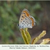 lycaena thersamon sarykum male1